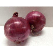 2016 Crop Fresh Red Onion in 20 Kg Mesh Bag with Cheap Price